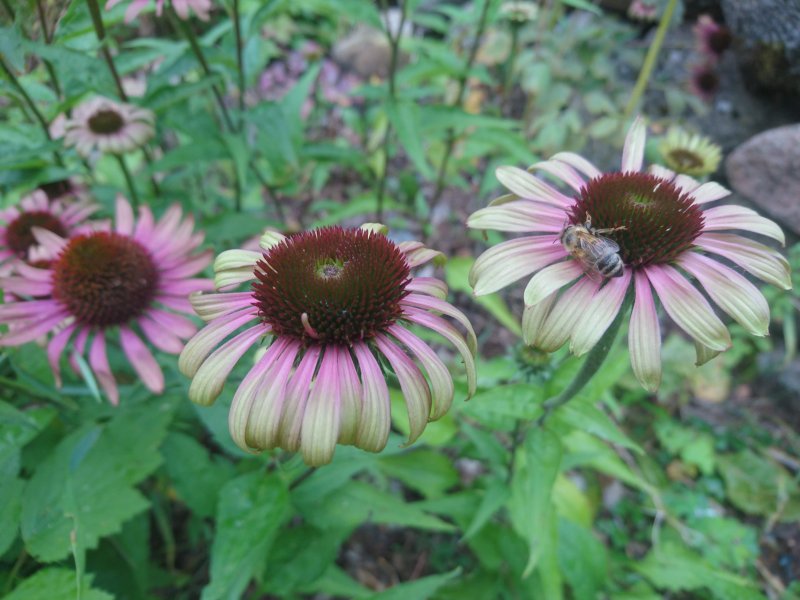 Echinacea purpurea 'Caribbean Green' Эхинацея пурпурная